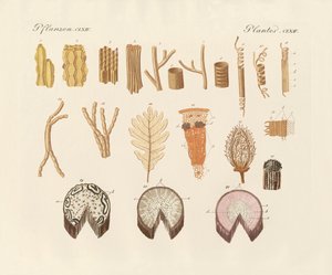 Sobre la estructura interna de las plantas de German School