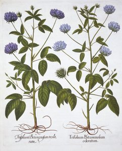 Tréboles de una flor, de Hortus Eystettensis, por Basil Besler, pub. 1613