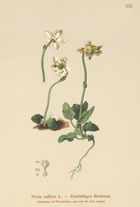 Pirola de una flor (Pirola uniflora, Pyrola uniflora, Moneses uniflora, Monesis uniflora) de German School