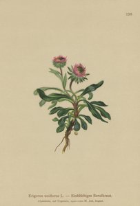 Erigeron de una flor (Erigeron uniflorus) de German School