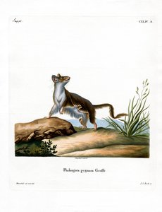 Ratón zarigüeya de German School