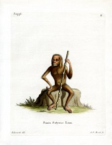Orangután