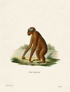 Orangután de German School