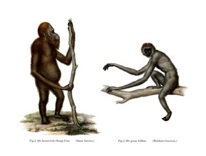 Orangután, 1860 de German School