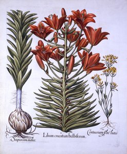 Lirio Naranja con Bulbillos y Bulbos, Blackstoria de Floración Tardía, de Hortus Eystettensis, por Basil Besler, pub. 1613