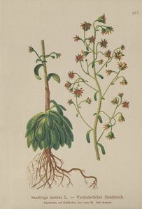 Saxífraga naranja (Saxifraga mutata) de German School