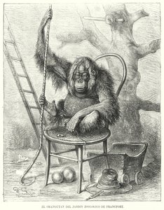 Orangután en el Zoológico de Frankfurt, Alemania de German School