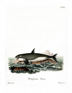 Orca de German School