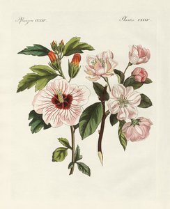 Plantas ornamentales de German School