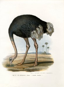 Avestruz, 1864 de German School