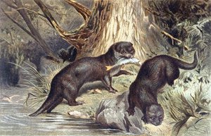 Nutria, lámina de "Brehms Tierleben: Allgemeine Kunde des Tierreichs", vol.1, p.670, publicado por Bibliographisches Institut de German School