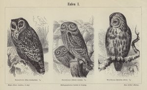 Búhos de German School