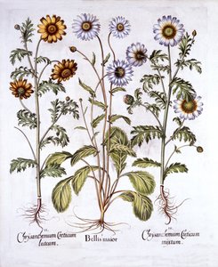 Margarita de ojo de buey y margarita de corona, de Hortus Eystettensis, por Basil Besler, pub. 1613 de German School