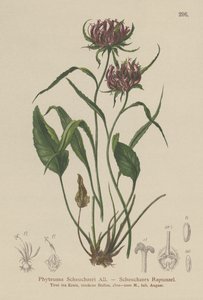 Rampion de Oxford (Phyteuma Scheuchzeri) de German School