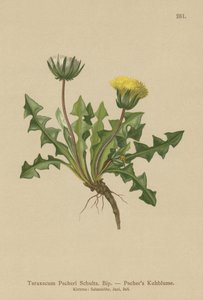 Diente de león de Pacher (Taraxacum Pacheri)