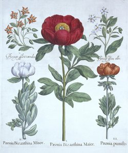 Peonías y Borraja, de Hortus Eystettensis, por Basil Besler (1561-1629), pub. 1613 de German School