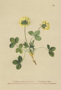 Trébol pálido (Trifolium pallescens) de German School