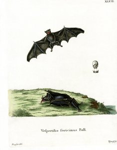 Murciélago de lengua larga de Pallas de German School