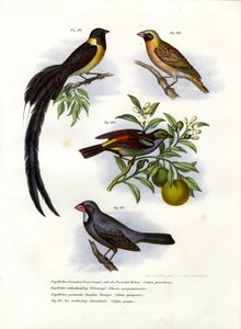 Viuda del Paraíso, 1864 de German School