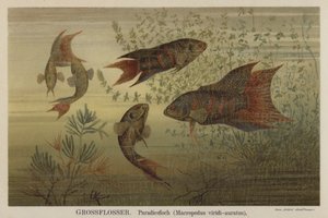 Peces del paraíso de German School