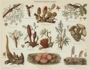 Plantas parásitas de German School