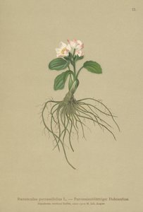 Ranúnculo de hojas de parnassia (Ranunculus parnassifolius)