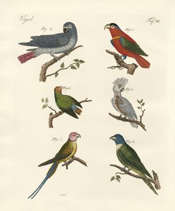 Loros del viejo mundo de German School