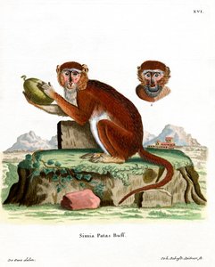 Mono Patas de German School