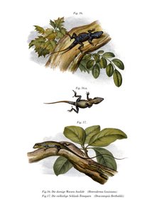 Anolis Durazno de German School