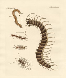 Insectos peculiares