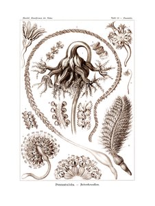 Pennatulida, 1899-1904 de German School