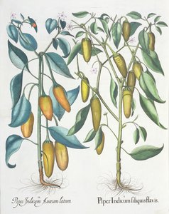 Pimientos: 1.Piper Indicum filiquis flavis; 2.Piper Indicum aureum latum, del Hortus Eystettensis por Basil Besler (1561-1629), pub. 1613 de German School