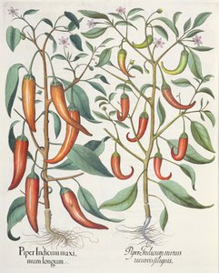 Pimientos: 1.Piper Indicum maximum longum; 2.Piper Indicum minus recurvis filiquis, del Hortus Eystettensis por Basil Besler (1561-1629), pub. 1613 de German School