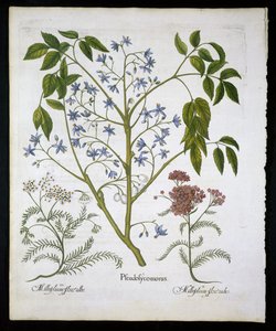 Lila Persa o Orgullo de la India, y Achillea Millefolium (Hierba de los Soldados) lámina 136 de Hortus Eystettensis por Basil Besler (1561-1629) publicado en 1613 de German School