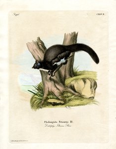 Zarigüeya Petaurina