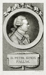 Peter Simon Pallas (1741 – 1811) de German School