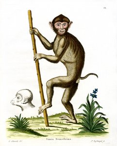 Macaco de Cola de Cerdo