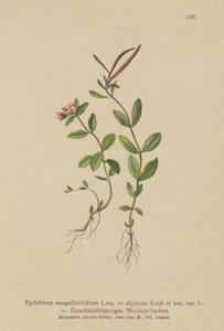 Epilobio de hojas de pimpinela (Epilobium anagallidifolium, Epilobium alpinum) de German School