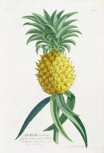 Piña grabada por Johann Jakob Haid
