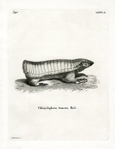 Armadillo Hada Rosa de German School
