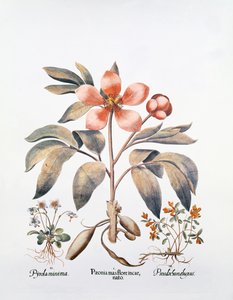 Peonía rosa de German School