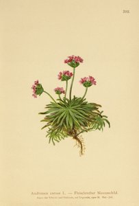 Jazmín de roca rosado (Androsace carnea)