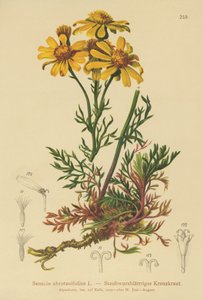 Senecio de hojas pinnadas (Senecio abrotanifolius, Jacobaea abrotanifolia) de German School