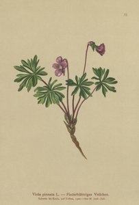 Violeta pinnada (Viola pinnata)