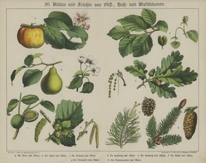 Plantas de German School