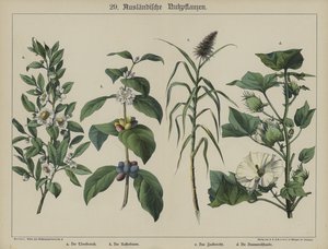 Plantas de German School
