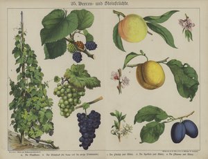 Plantas de German School