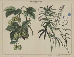 Plantas de German School