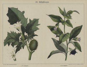Plantas