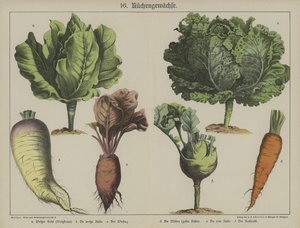 Plantas